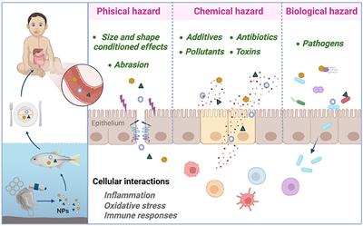 Is There Evidence of Health Risks From Exposure to Micro- and Nanoplastics in Foods?